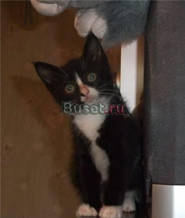 Два красивых котенка, черно-белые мальчики, 2 мес Санкт-Петербург