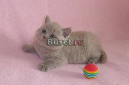 Британские котики Москва