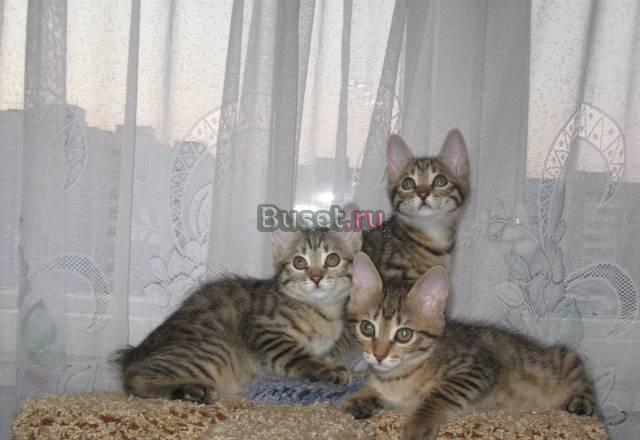 Котята курильского бобтейла Пенза
