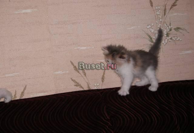 Котятки Москва