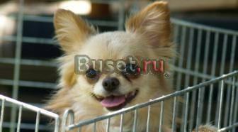 Кобель для вязок Москва