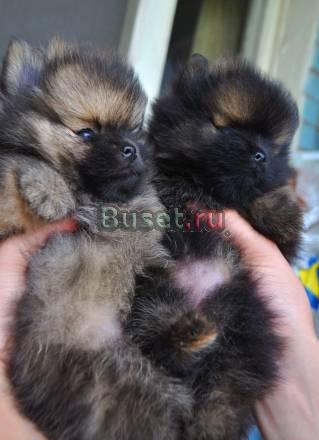 Щенков Померанского шпица. Мальчики 1,5 мес.окрас Москва