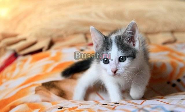 Котёнок Моби, 2 мес., в дар Москва
