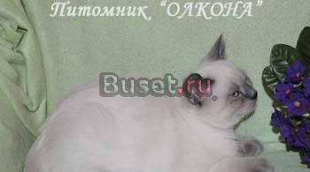 Британские, Шотландские вислоухие и прямоухие котя Москва