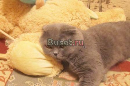 Зоогостиница Москва