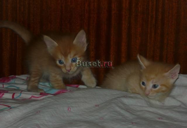 Очень красивые котята Красноярск