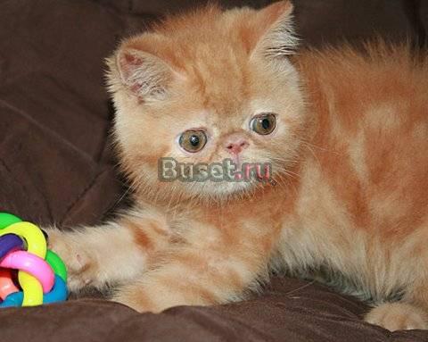 Экзотический котёнок Луи Москва