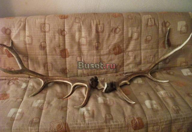 Рога оленя огромные, более 2-х метров, Сибирь Москва