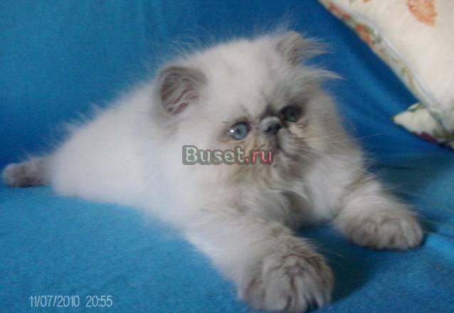 Персидский гималайский котик Москва