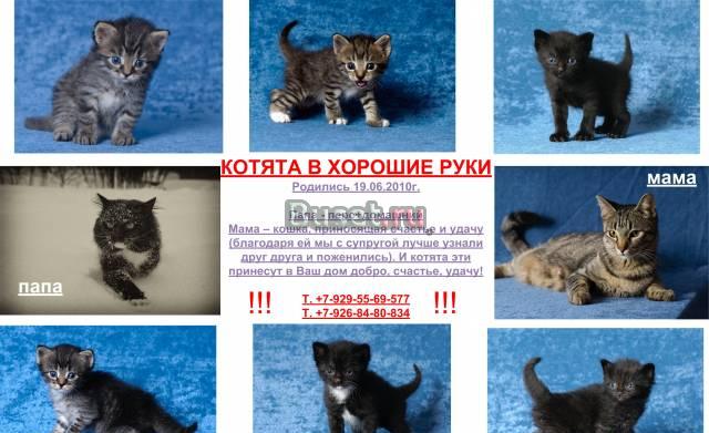 Котята в хорошие руки Раменское