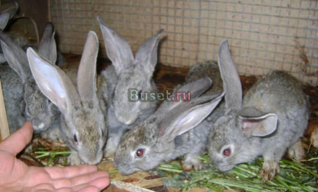 Продаю породистых кроликов Зеленодольск