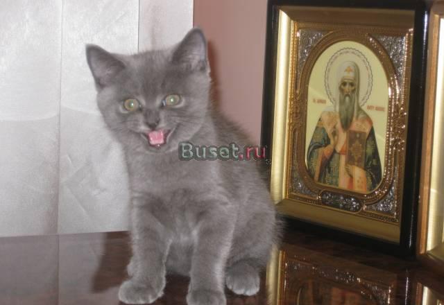 Продаём британского котика 2 месяца Москва