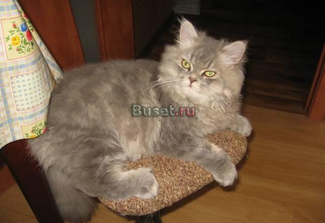 Котик 6 мес, серебристая шиншилла Мытищи