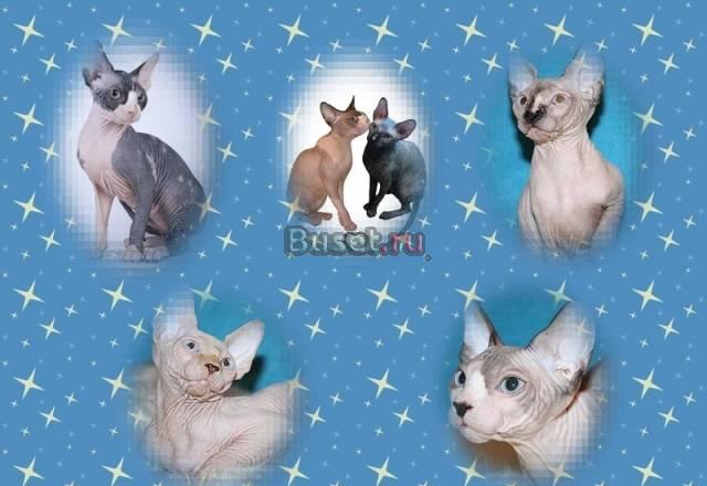 Котята канадского сфинкса Москва