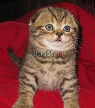 Золотой шотландский котёнок Москва