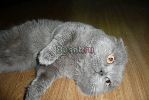 Скоттиш фолд приглашает на вязку, и продает своего Нижний Новгород