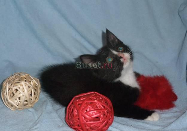 Котята - "маркизики, 2 мес., в лучшие ручки ) Санкт-Петербург