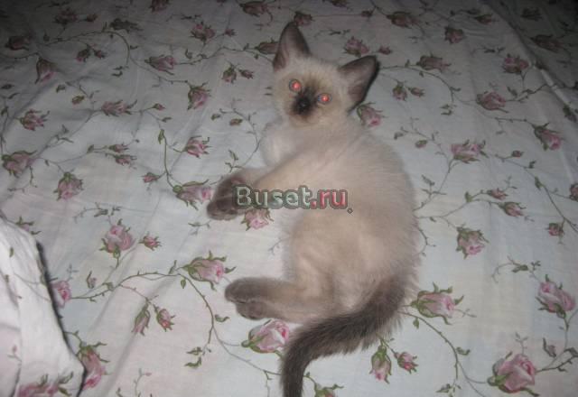 Продам Сиамских котят Москва