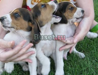 Щенки гончей (3мес.) Самара