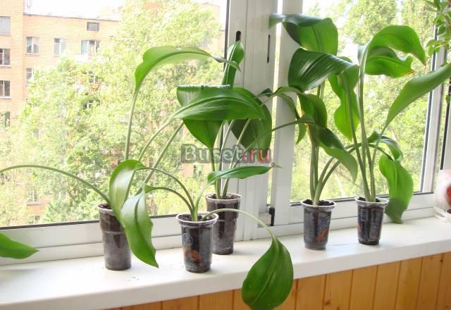 Эухарисы, фикусы, педилантусы Москва