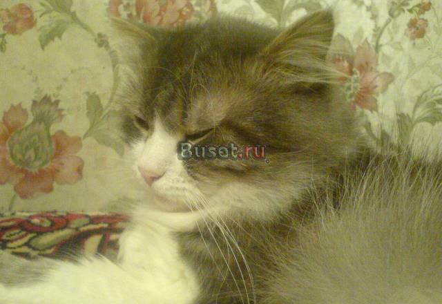 Отдам в хорошие ручки маленьких и ласковых котят Балашиха