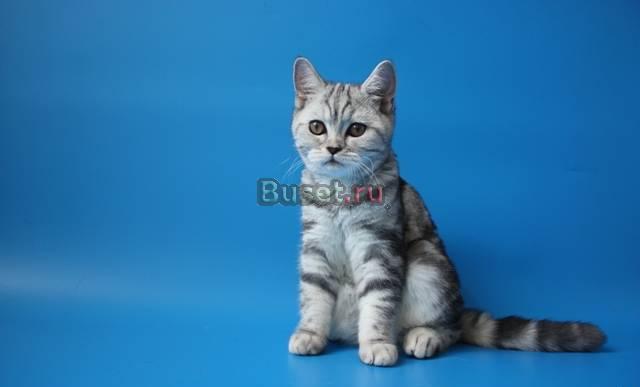 Яркие мраморные котята Москва