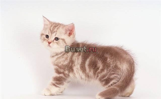 Британские кошечки Москва