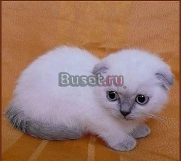 Эксклюзивный окрас Голубоглазая красавица Санкт-Петербург