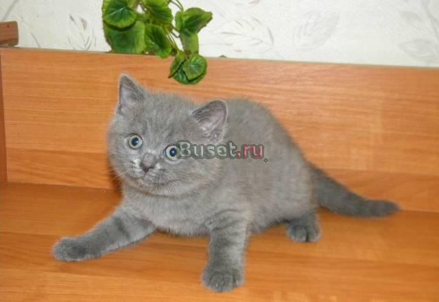 Британская кошечка Москва
