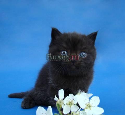 Шотландский короткошерстный котик, черного окраса Екатеринбург
