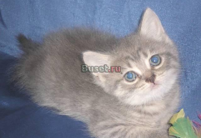 Британские котята Санкт-Петербург