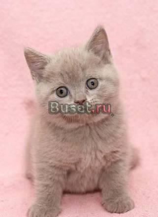 Шотландские котята фолд и страйт Челябинск