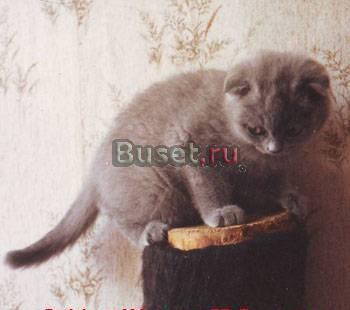 Выставка и продажа котят Москва