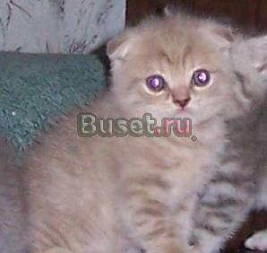 Выставка и продажа котят ВВЦ Москва