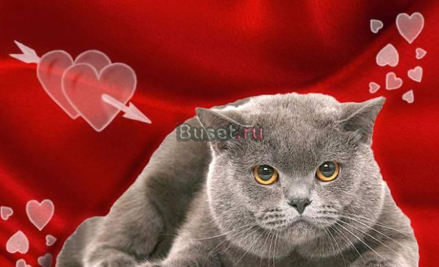 Плюшевые шотландские "медвежата" (2,5 месяца) Москва