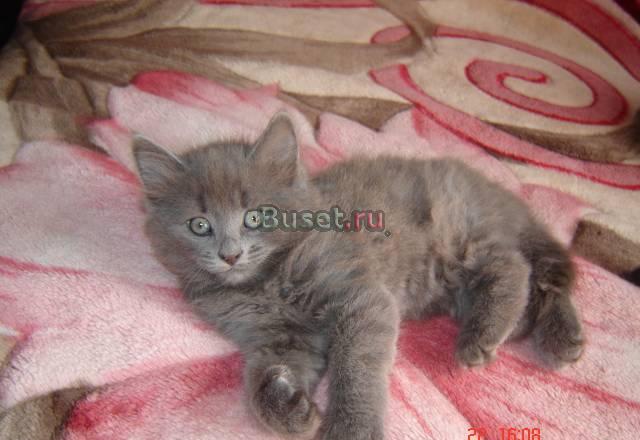 Британский котёнок Санкт-Петербург