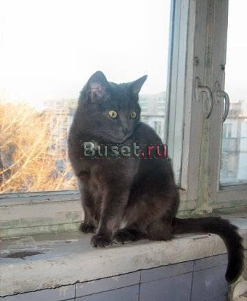 Кошка Эльза в добрые руки Саратов