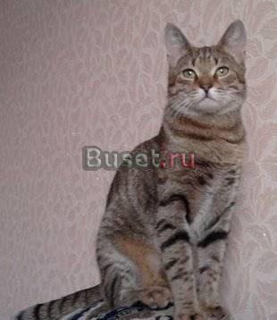 Ласковый тарахтун в добрые руки Санкт-Петербург