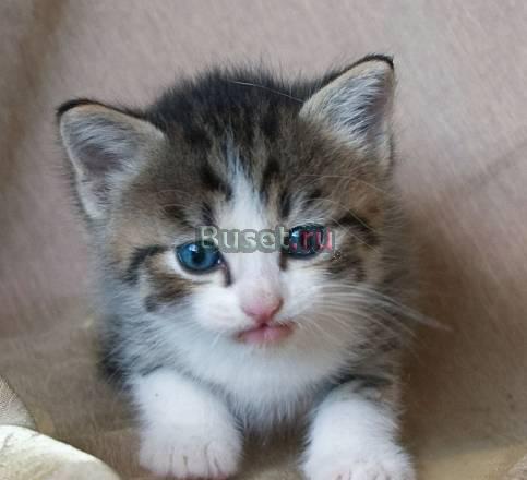 Чудные тигровые котята-рысята Санкт-Петербург