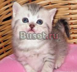 Британские (тебби) вискас котята Москва