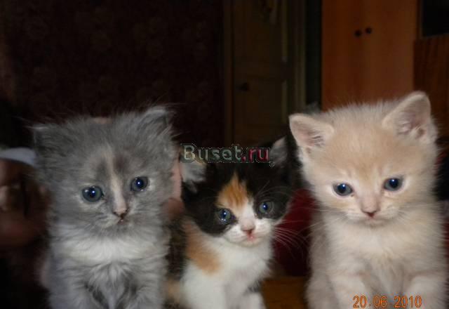 Отдам в хорошие руки милых котят Казань
