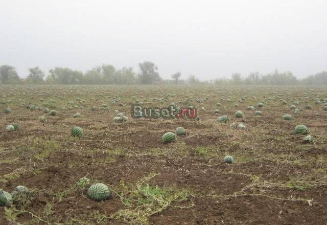 Арбузы, дыни, помидоры, перец, баклажаны Ахтубинск
