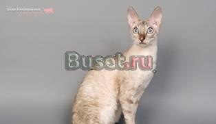 Котята корниш-рекс Воронеж