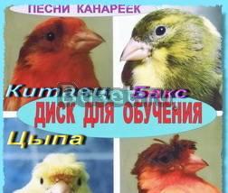 Канарейки цветные, самцы певчие Москва