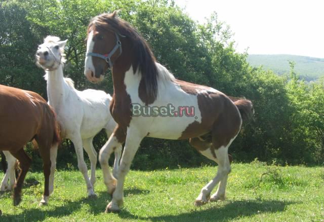 Пегий жеребец для случки Краснодар