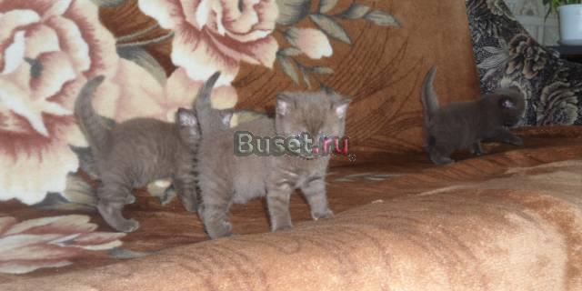 Британские котята Егорьевск
