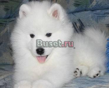 Самоедская собака( самоед) Ярославль