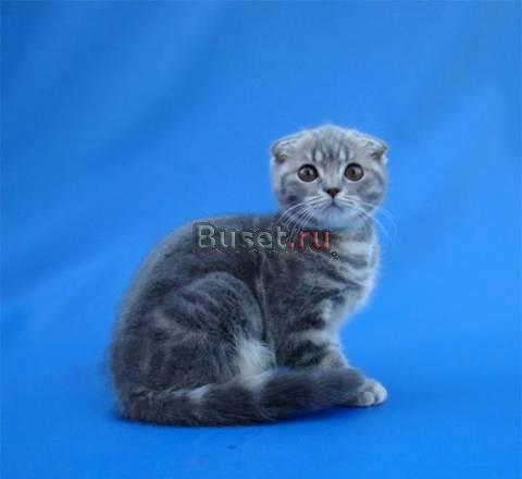 Шотландский вислоухий котик, голубой мраморный Челябинск