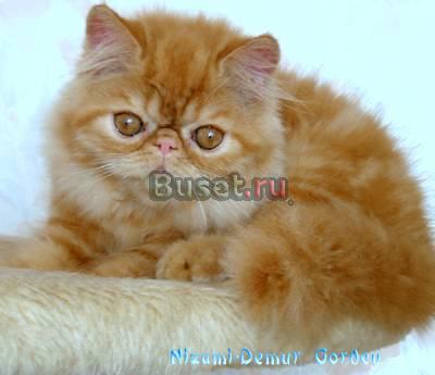 Персидские котята окрас красный мраморный Москва