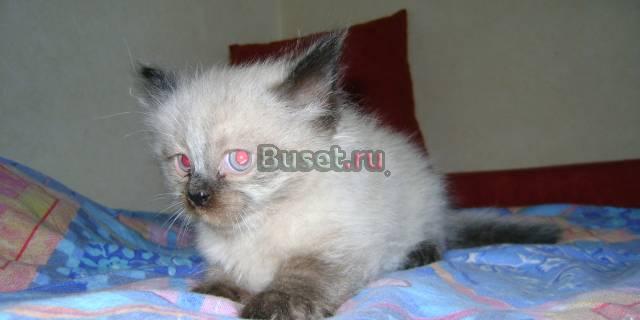Породистый котенок Санкт-Петербург
